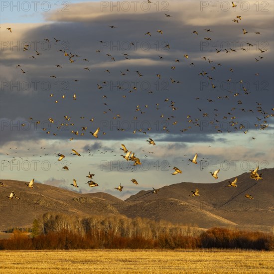 Flock of migrating mallard ducks flying over hills and field at sunset