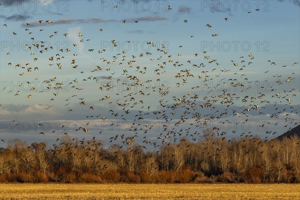 Flock of migrating mallard ducks flying over fields and trees at sunset
