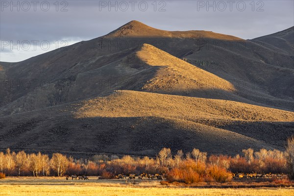 Herd of elks grazing in field at foothills at sunset