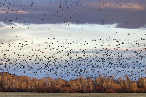 Flock of migrating mallard ducks flying over fields and trees at sunset