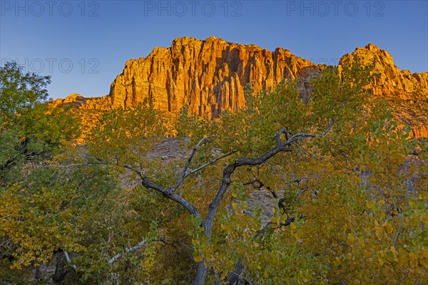 Red sandstone cliffs with tree in foreground in autumn in Zion National Park