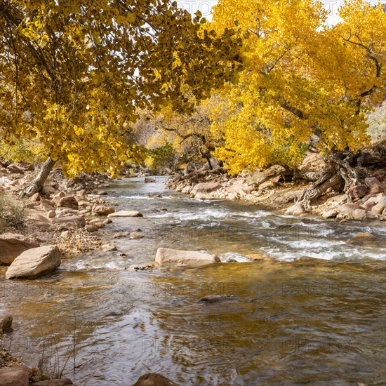Virgin River flowing through Zion National Park in autumn