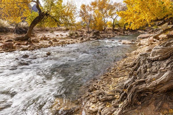 Virgin River flowing through Zion National Park in autumn