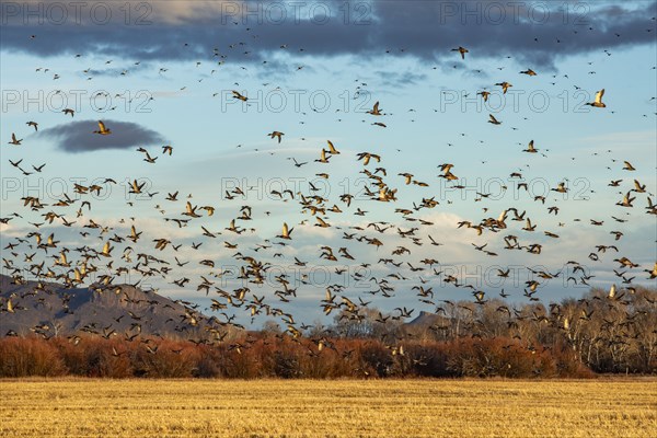 Migrating mallard duck in flight over fields and hills at sunset