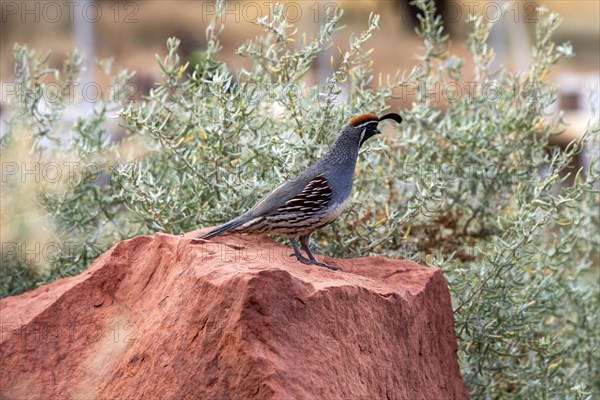 Gambels Quail perching on red rock in Zion National Park