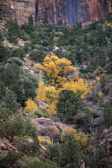Autumn trees with yellow leaves of fall on Watchman trail in Zion National Park