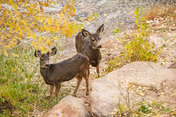 Mule deer standing near Virgin River in Zion National Park