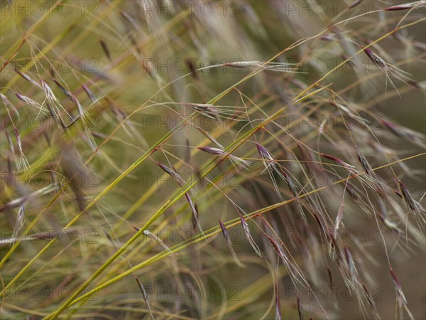 Close-up of tall grass in meadow