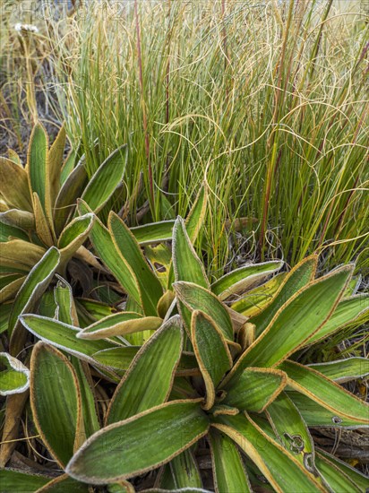 Close-up of green plants growing in Fiordland National Park