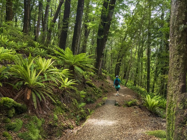 Rear view of hiker on footpath in forest in Fiordland National Park