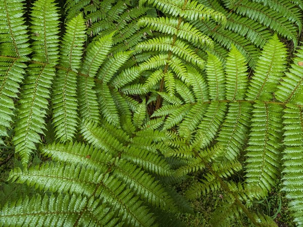 Close-up of green ferns growing in Fiordland National Park