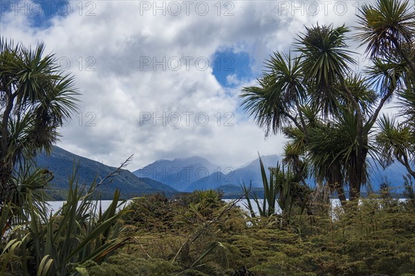 Plants growing near fjord surrounded with mountains in Fiordland National Park