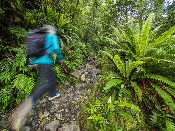 Hiker on rocky footpath in forest in Fiordland National Park, blurred motion