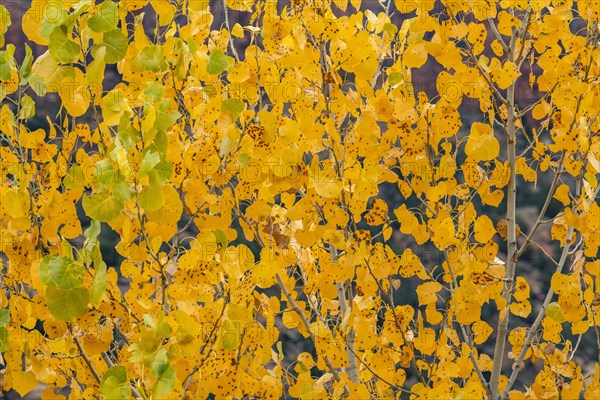 Tree branches with yellow fall leaves , , Utah, USA