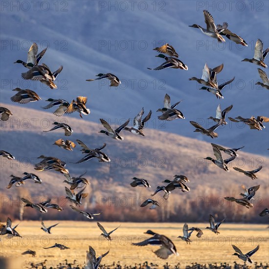 Migrating mallard duck in flight over fields, Bellevue, Idaho, USA