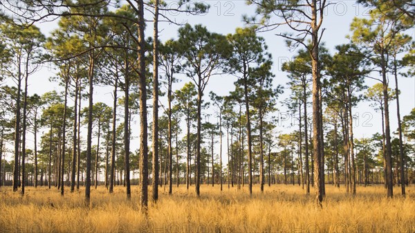 USA, North Carolina, Hampstead, Forest of Longleaf Pine trees, Hampstead, Hampstead, North Caroiina, USA