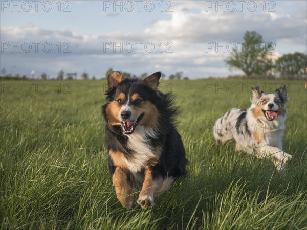 USA, Virginia, Blacksburg, Two Australian Shepherds running in grassy field, Blacksburg, Virginia, USA
