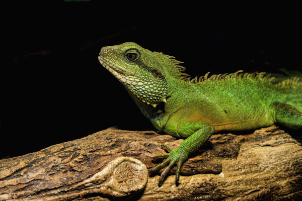 Chinese water dragon on log
Vancouver, British Columbia, Canada