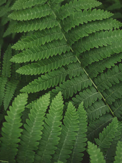 Close-up of green fern leaves
Blacksburg, Virginia, USA