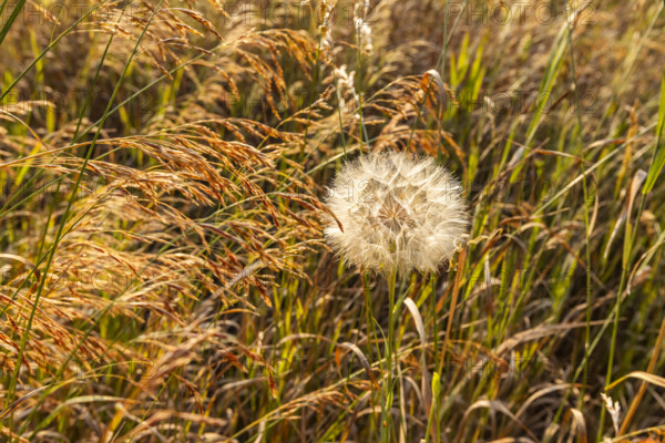 Close-up of single dandelion growing in grassy field