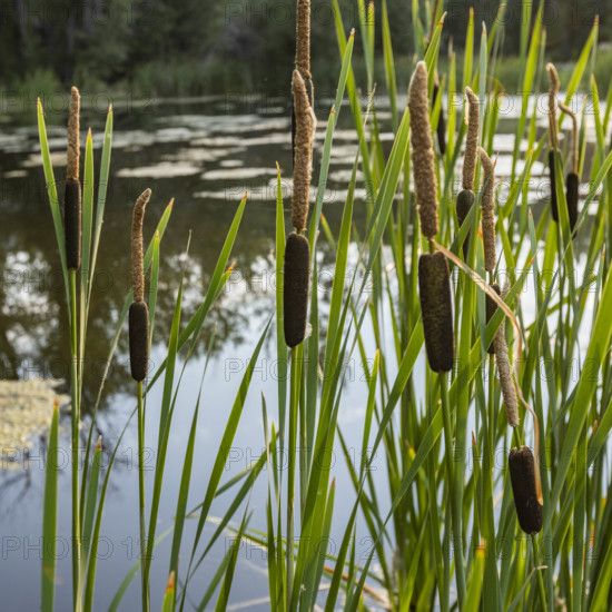 Cattails growing by pond