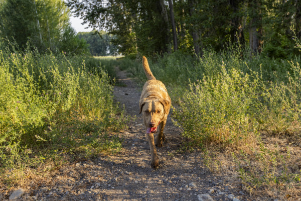USA, Idaho, Bellevue, Chesapeake Bay Retriever on footpath in landscape