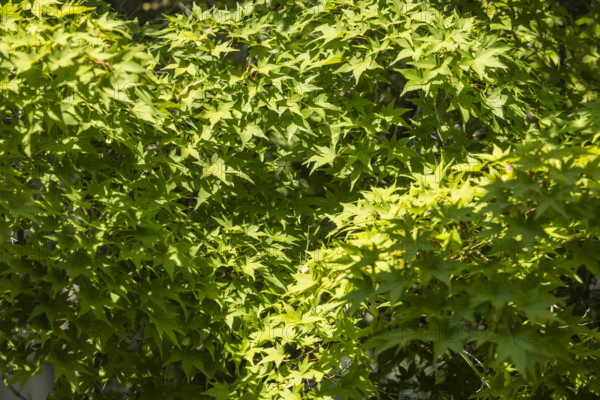 Close-up of Japanese Maple leaves in Spring