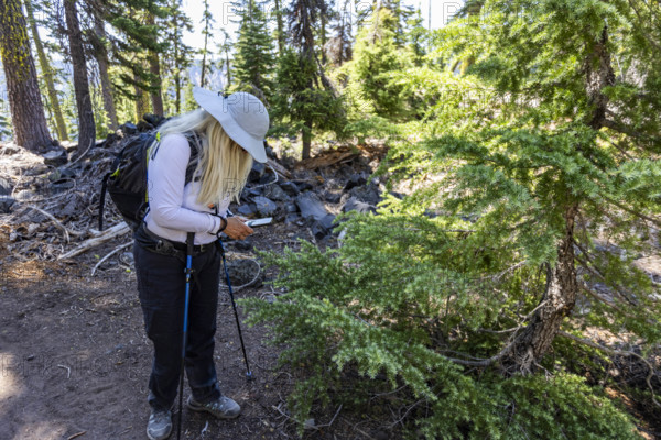 USA, Oregon, Crater Lake, Female hiker looking at smart phone on forest trail