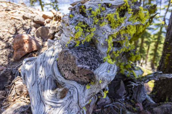 Close-up of weathered and twisted Juniper tree growing on rock