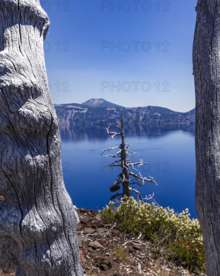USA, Oregon, Trees and mountains by calm Crater lake