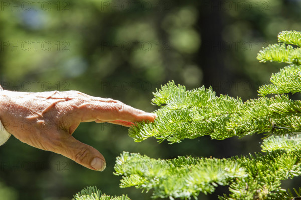 Close-up of woman's hand touching pine frond