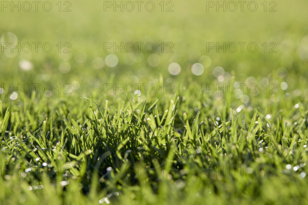 Close-up of fresh green grass