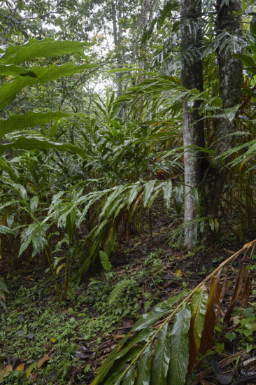Guatemala, Large cardamom leaves in rain forest