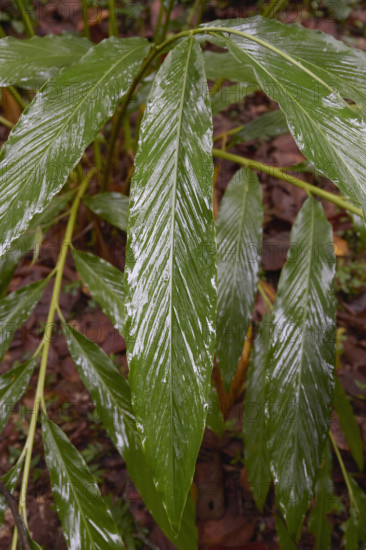 Close-up of large cardamom leaves in rain forest