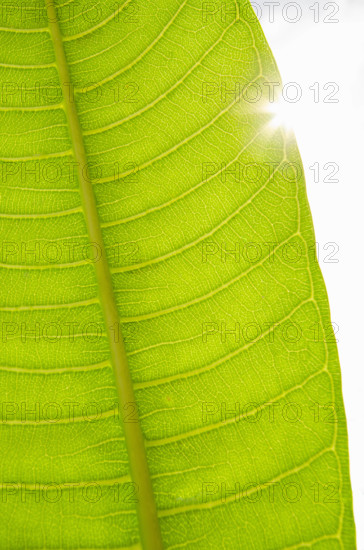 Sun shining behind Plumeria leaf