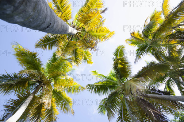 USA, United States Virgin Islands, St. John, Low angle view of palm trees against sky