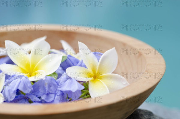 Tropical flower petals in wooden bowl