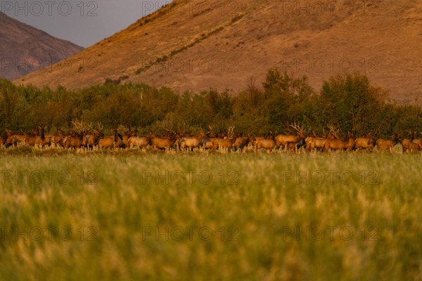 USA, Idaho, Bellevue, Large hers of elk in grassy meadow