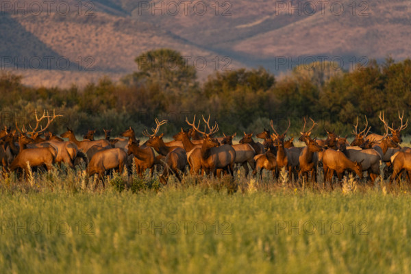 USA, Idaho, Bellevue, Large hers of elk in grassy meadow