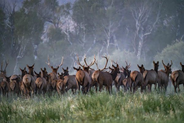 USA, Idaho, Bellevue, Large hers of elk in grassy meadow