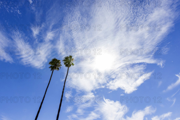 USA, California, San Luis Obispo, Low angle view of two tall palm trees against sky