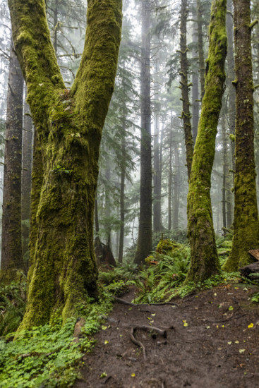 USA, Oregon, Cannon Beach, Dense coastal redwood forest