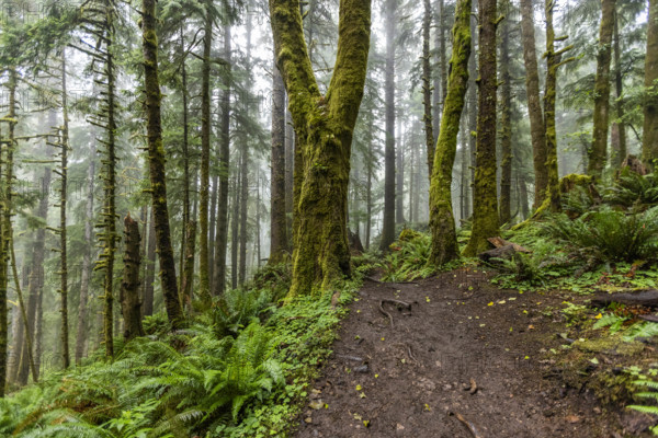 USA, Oregon, Cannon Beach, Dense coastal redwood forest