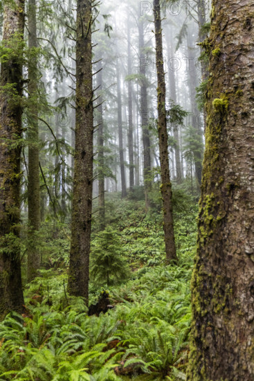 USA, Oregon, Cannon Beach, Dense coastal redwood forest
