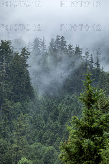 USA, Oregon, Cannon Beach, Clouds and fog rising above forest