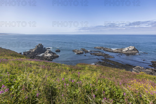 USA, Oregon, Newport, Rocks and wildflowers at Yaquina Head Outstanding Natural Area