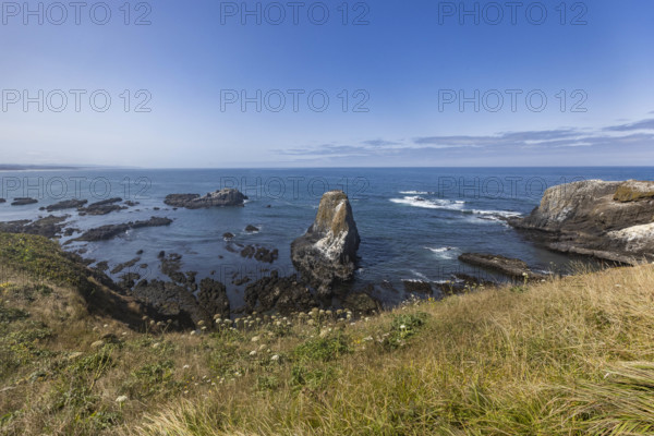 USA, Oregon, Newport, Rocks and wildflowers at Yaquina Head Outstanding Natural Area