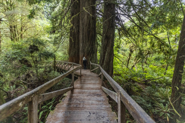 USA, California, Crescent City, Female hiker on footbridge in redwood forest