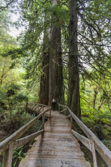 USA, California, Crescent City, Female hiker on footbridge in redwood forest