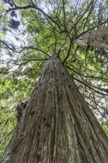 USA, California, Crescent City, Low angle view of tall redwood trees